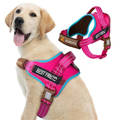 Kein Zughundegeschirr mit Namen